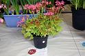 Daphne Preston's winning pot plant